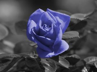 обои Голубая роза фото