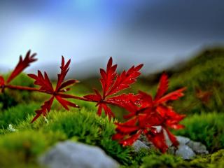 обои Осенний лист лежащий на траве фото