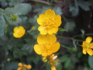 обои Желтые цветы под росой фото