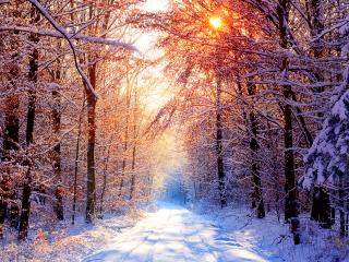 обои Зимняя дорога среди красивого белого леса и света солнца фото