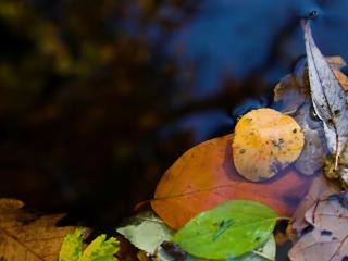 обои Осенние листья на воде фото