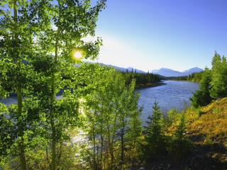 обои Река,  проходящая сквозь лес фото
