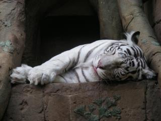 обои Белый тигр отдыхает в зоопарке фото