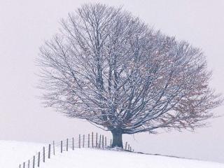 обои Одинокое зимнее дерево фото