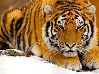 обои Мудрый тигр в снегу фото