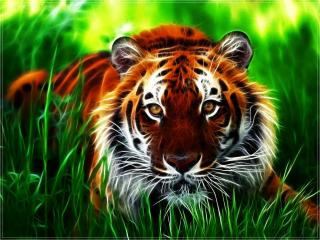 обои Красавец тигр фото