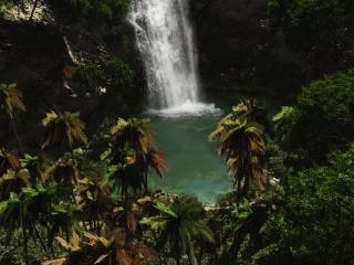 обои Лесной водопад в далеких тропиках фото