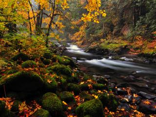 обои Лесная река осенью фото