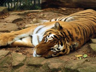 обои Отдыхающий тигр фото