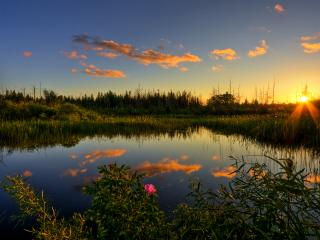 обои Лесной летний пруд, на закате солнца фото