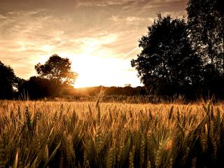 обои Пшеничное поле на закате фото
