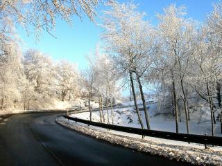 обои Дорога между деревьев зимой фото