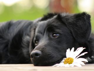 обои Черная собака лежит рядом с ромашкой фото
