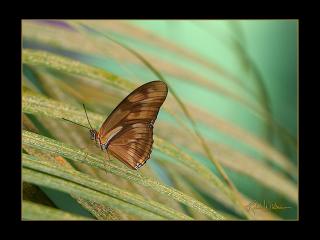 обои Бабочка на острых стеблях травы фото