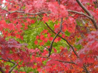 обои Раскрашенные осенью листья клена фото