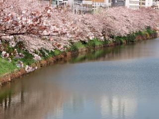 обои Цветущая весенняя сакура, вдоль берега пруда фото