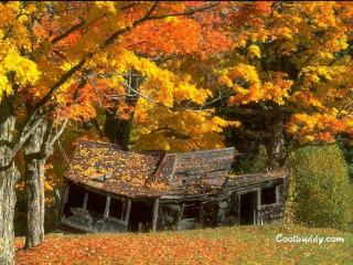 обои Старый домик усыпан желтой осенней листвой фото