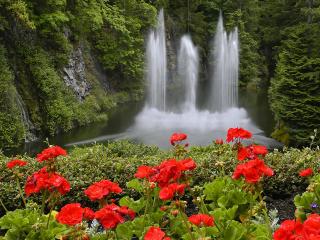 обои Цветущая герань у подножья водопада фото