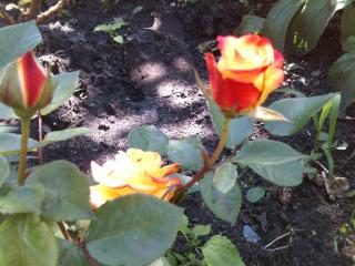 обои Распускающиеся розы фото