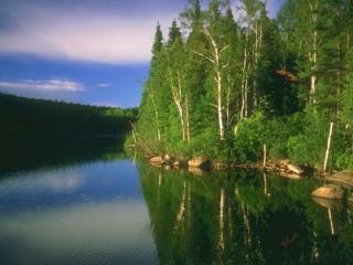 обои Густой зеленый лес на берегу холодной реки фото