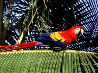 обои Красивый попугай на ветке пальмы фото