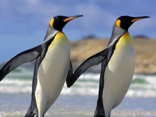 обои Два королевских пингвина фото