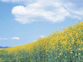 обои Желтая поляна летом фото