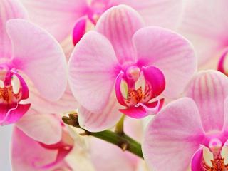 обои Розовые орхидеи красота фото
