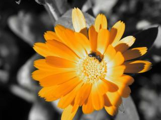 обои Пчелка на оранжевой гербере фото
