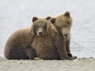 обои Два медвежонка фото