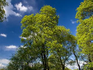 обои для рабочего стола: Деревья покрыты зеленой листвой