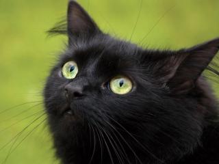 обои Чёрная кошка с зелёными глазами фото