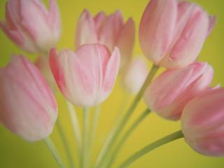 обои для рабочего стола: Розовые тюльпаны