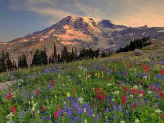 обои Цветущая долина у подножия гор фото