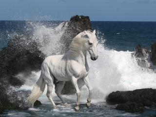 обои Белый конь и волны фото