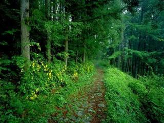 обои Узкая тропинка в густом зеленом лесу фото