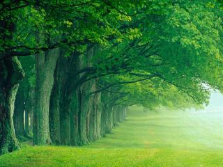 обои Много зеленых деревьев стоящих в ряд фото