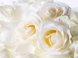 обои для рабочего стола: Белые розы