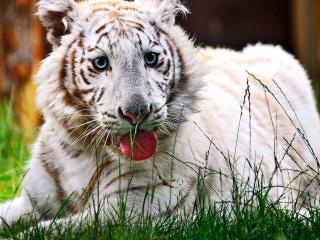 обои Белый тигр показывает язык фото
