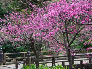 обои Япония,   Цветенеи сакуры фото