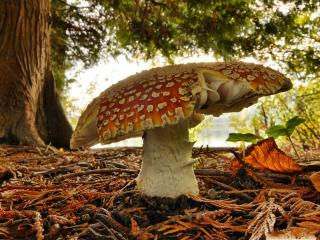 обои Большой гриб под деревом фото