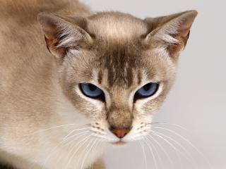 обои Кот с голубыми глазами фото