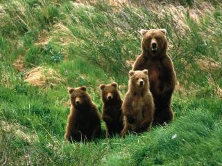 обои Четыре бурых медведя фото