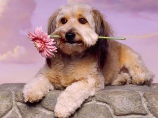 обои Собака,   которая держит в зубах цветок фото