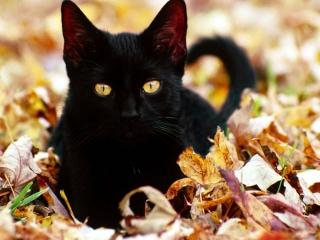 обои Черный кот на рыжей листве фото