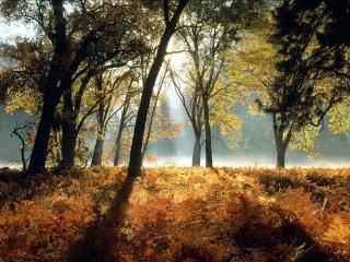 обои Загадочный лес глубокой осенью фото