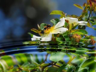 обои Пчела собирает мед с цветка фото