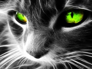 обои Зеленые глаза кошки фото