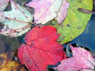 обои Опавшие осенние листья на воде фото