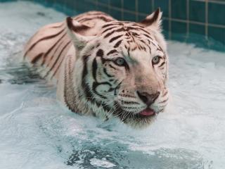 обои Тигры тоже любят плавать фото